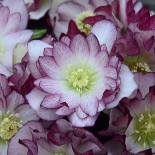 Hellebore 'Blushing Bridesmaid'