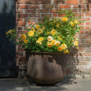 Rose ‘Bring Me Sunshine'