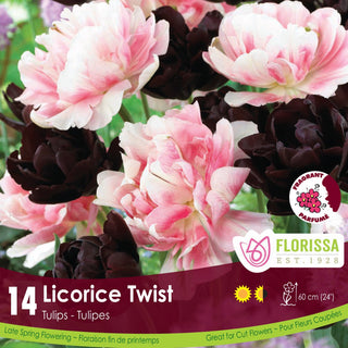 Licorice Twist Tulips