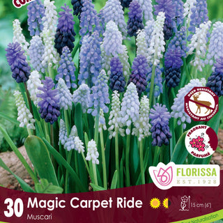 Magic Carpet Ride