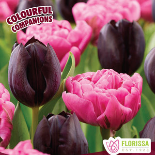 Tulip - Rosy Mystique