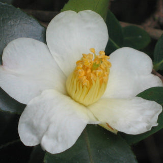 Camellia Oleifera