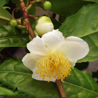 Tea Plant - Camellia sinesis ‘Karatum’