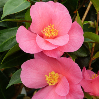 Camellia Japonica Astronaut