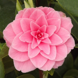 Camellia x williamsii Betty Ridley