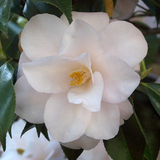 Camellia Japonica Bontenjiro