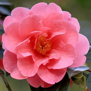 Camellia Japonica Covina