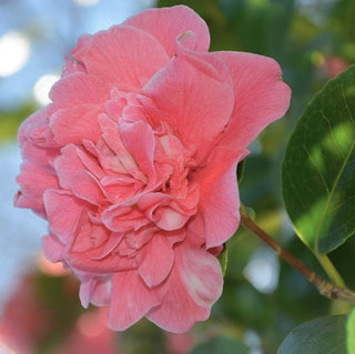 Camellia Japonica Debutante
