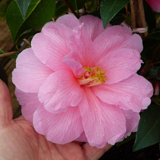 Camellia x williamsii Donation