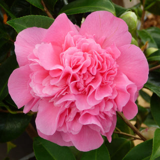 Camellia x williamsii Elsie Jury