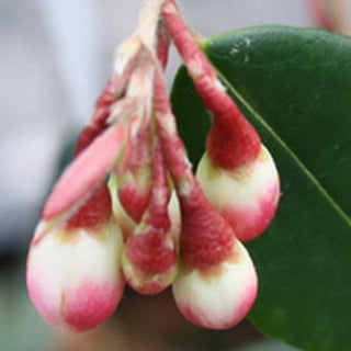 Camellia tsaii Elyna Cascade