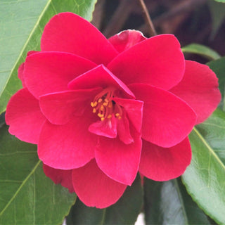 Camellia x williamsii Freedom Bell