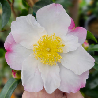 Camellia Hana Jiman