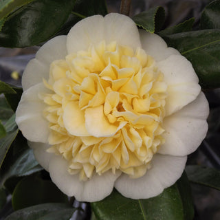 Camellia x williamsii Jury’s Yellow
