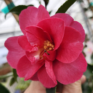 Camellia Kanijro
