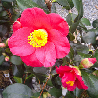 Camellia Japonica Koushi