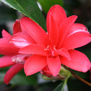Camellia Japonica Peacock
