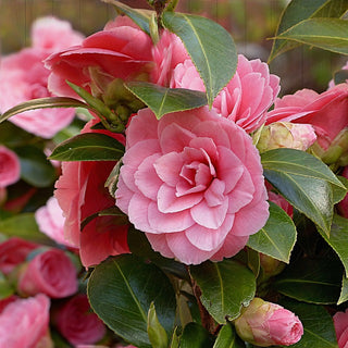 Camellia Japonica Pearl Maxwell