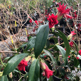 Camellia Japonica Red Lily