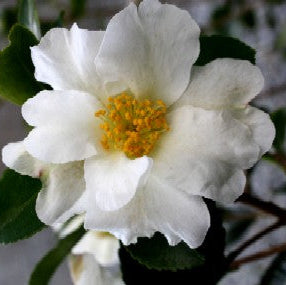 Camellia Setsugekka
