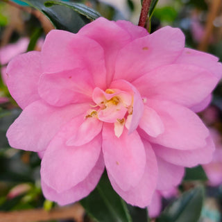 Camellia Showa no Sakae