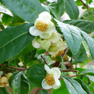 Camellia sinensis Tea Breeze