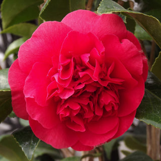 Camellia Japonica Tom Knudsen