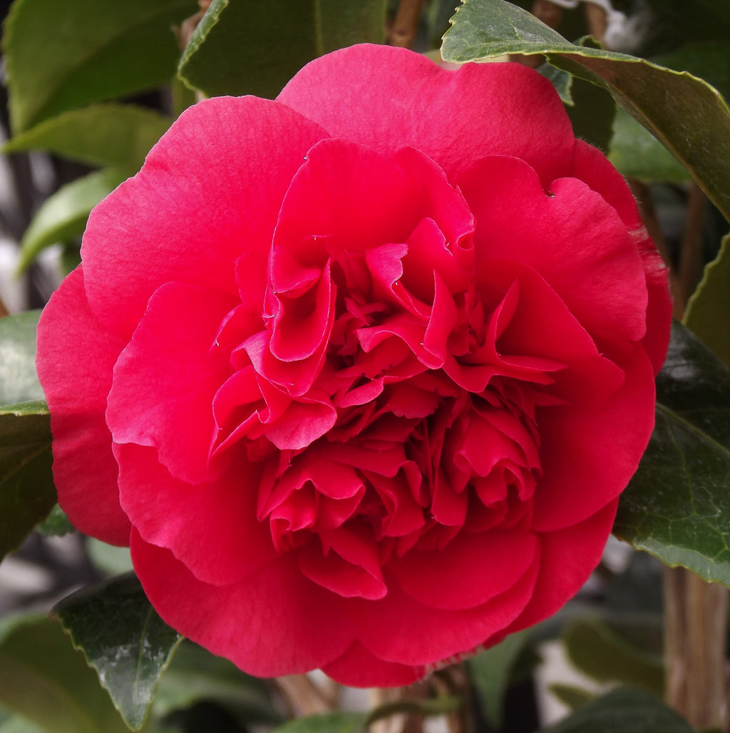 Camellia Tom Knudsen