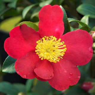 Camellia Yuletide