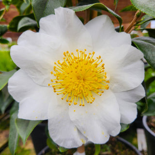 Camellia japonica Silver Waves