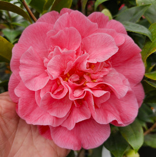 Camellia japonica Spellbound