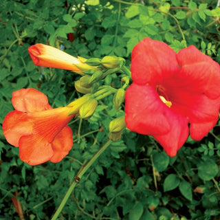 Campsis x tagliabuana Madame Galen