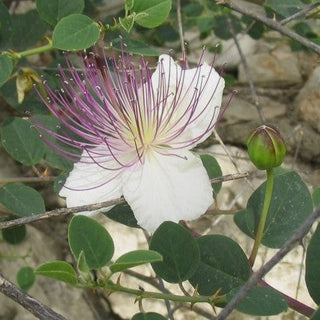 Caper - Capparis inermis