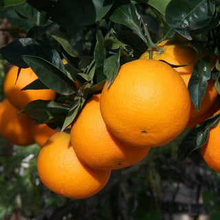 Cara Cara Navel Orange (Citrus x sinensis)