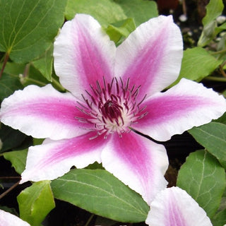 Clematis ‘Carnaby’