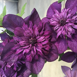 Clematis ‘Cassis’