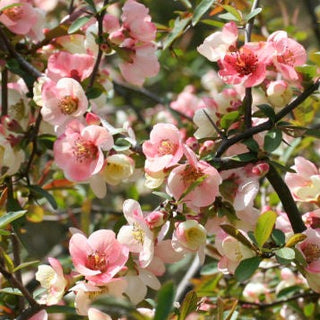 Quince - Chaenomeles x cathayensis