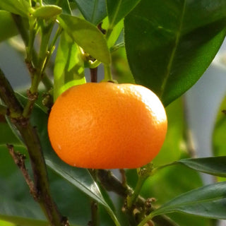 Changsha Mandarin Orange (Citrus reticulata)