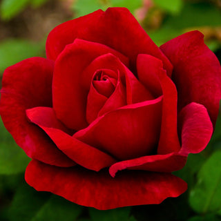 Rose ‘Chrysler Imperial’