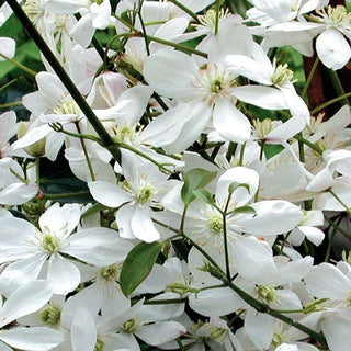 Clematis armandii ‘Snowdrift’