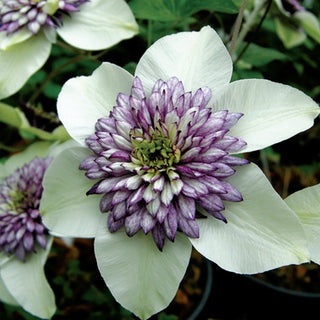 Clematis florida 'Seiboldii'