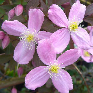Clematis montana ‘Fragrant Spring’