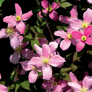 Clematis montana ‘Freda’