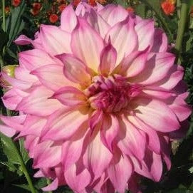 Dahlia ‘Colorado Classic’