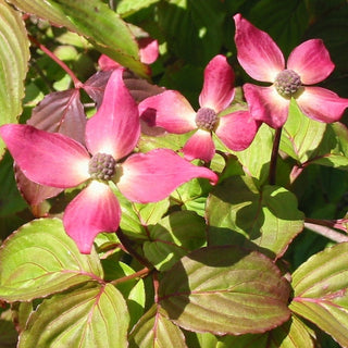 Dogwood Radiant Rose