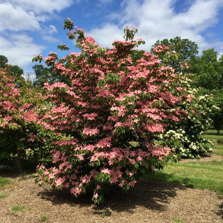 Dogwood Scarlet Fire