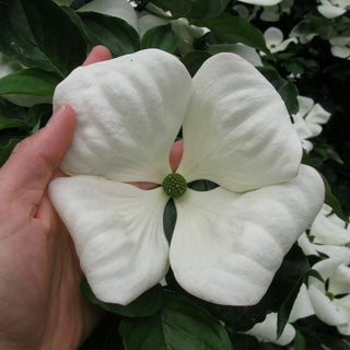 Dogwood Venus
