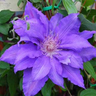 Clematis ‘Countess of Lovelace’