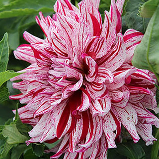 Dahlia 'Bristol Stripe'