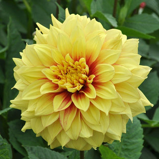 Dahlia ‘Dazzling Sun’